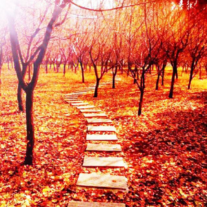 王祖贤一级毛片A片有哪些
